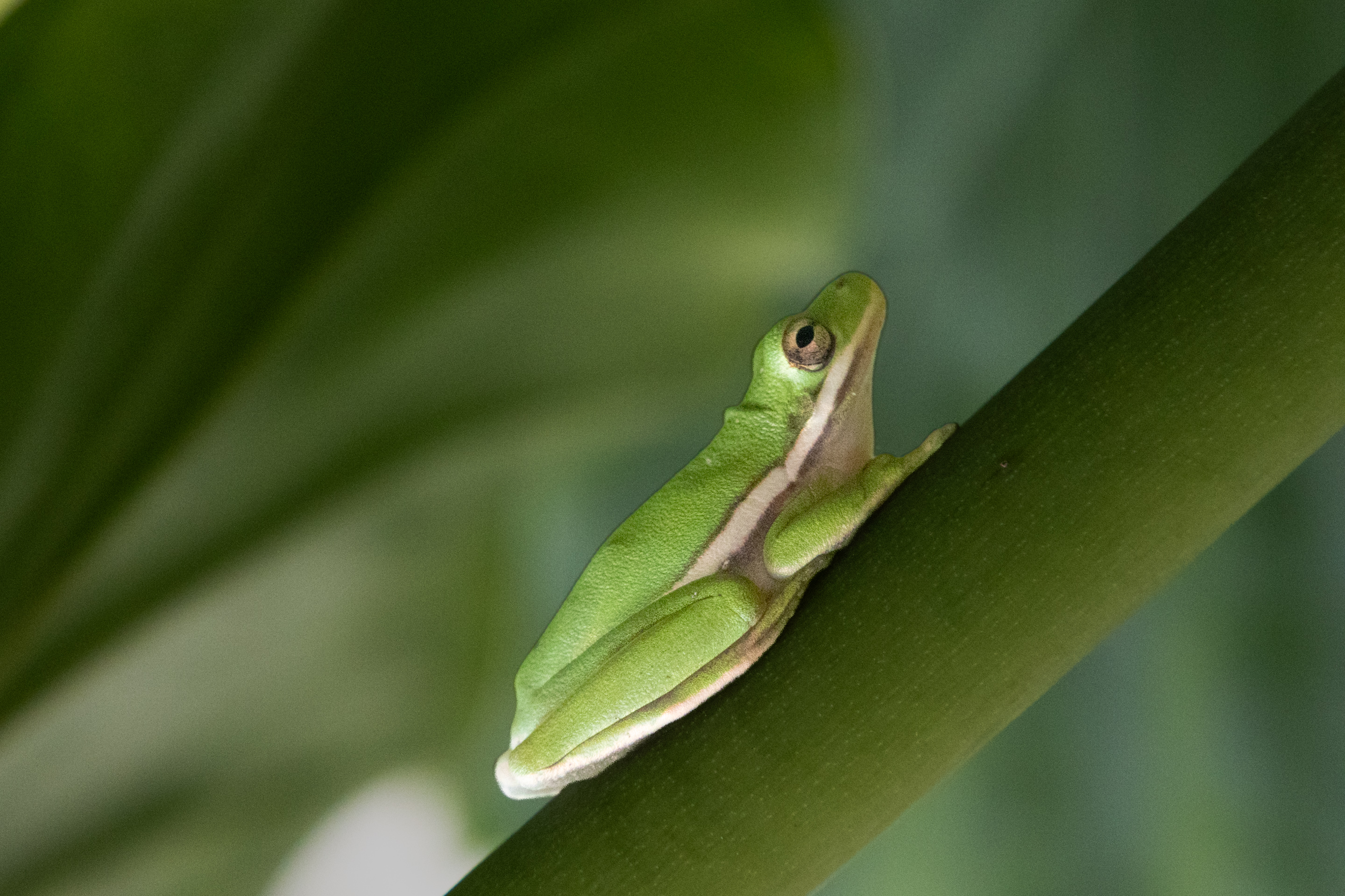 Assigned Pictorial Level 1 3rd Place Tree frog-1.jpeg